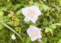 Rosa canina